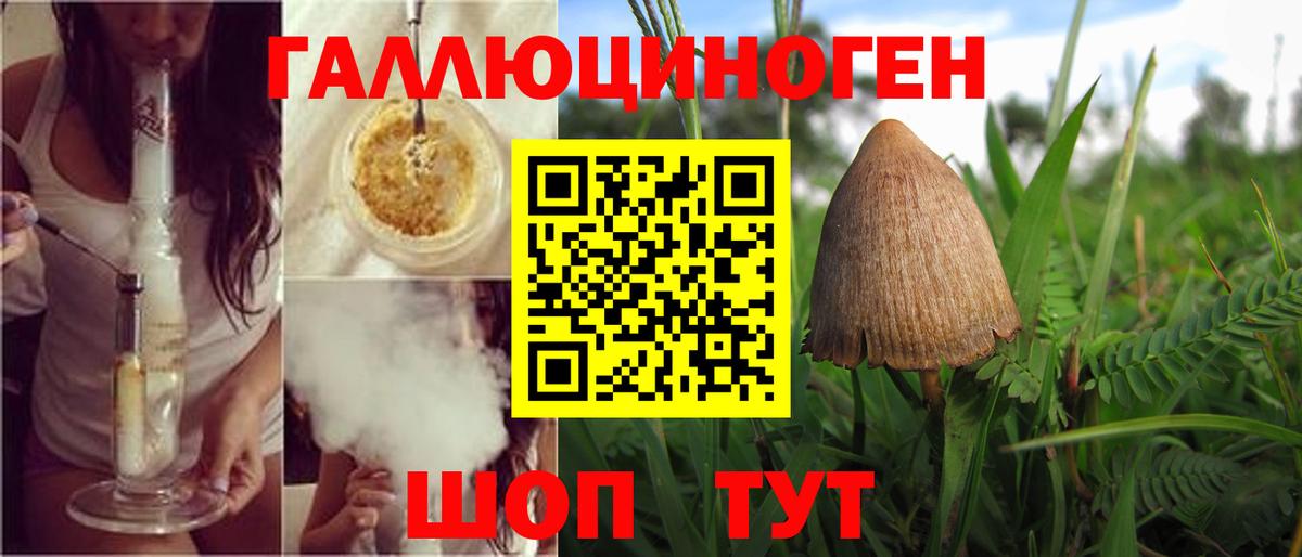 Псилоцибиновые грибы Cubensis  где можно купить   Черногорск  Галлюциногенные грибы прущие грибы  Вход с VPN 